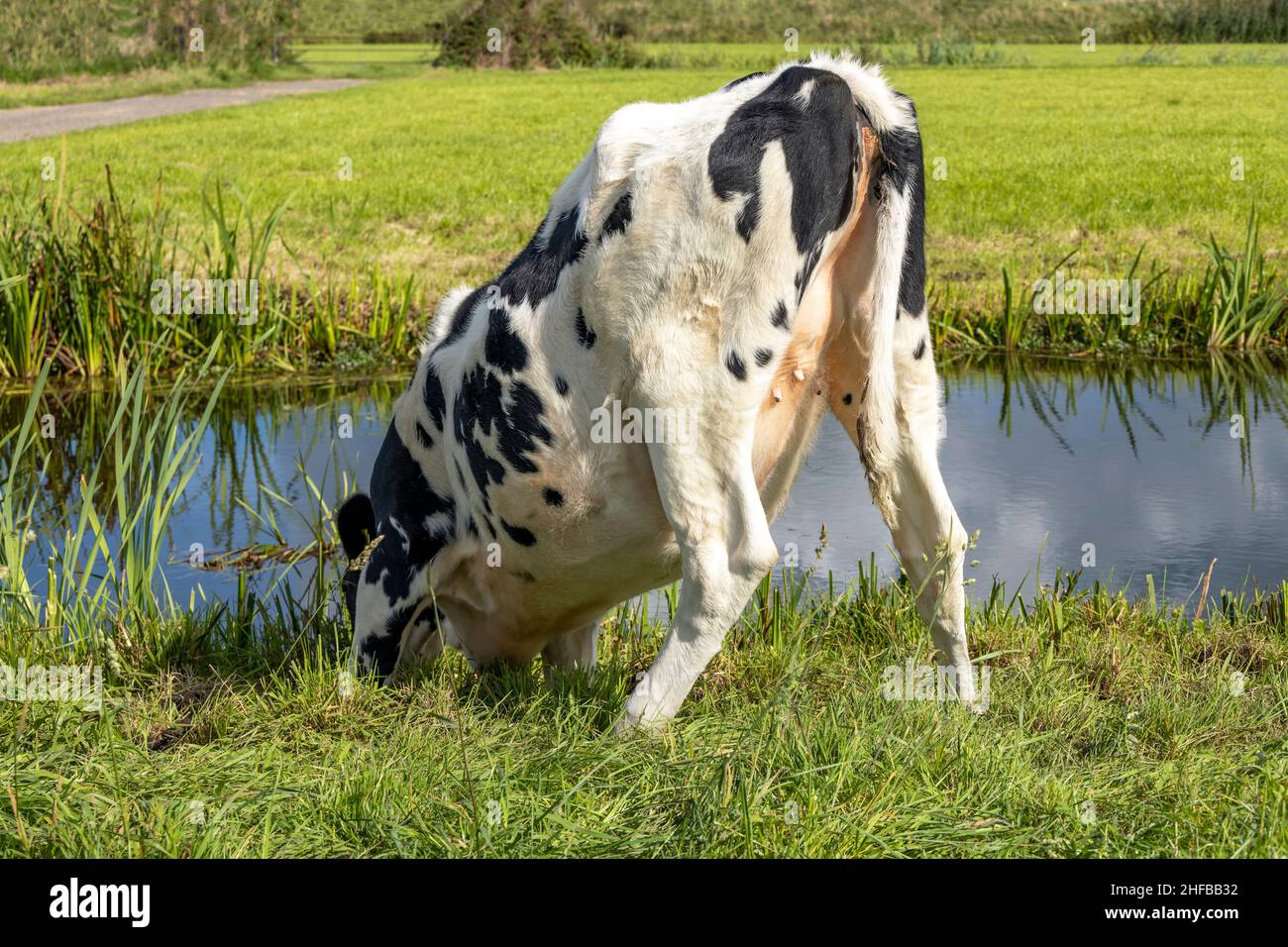 Calf cow drinking water on the bank of a creek, rustic country scene, rear view, at a ditch, showing baby udder and teat Stock Photo