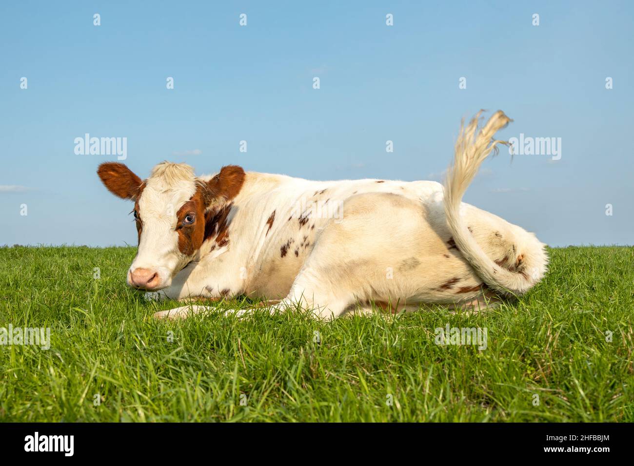 Cow lying down tail swinging, red and white in a pasture lazy,  looking naughty in a green pasture and a blue sky Stock Photo