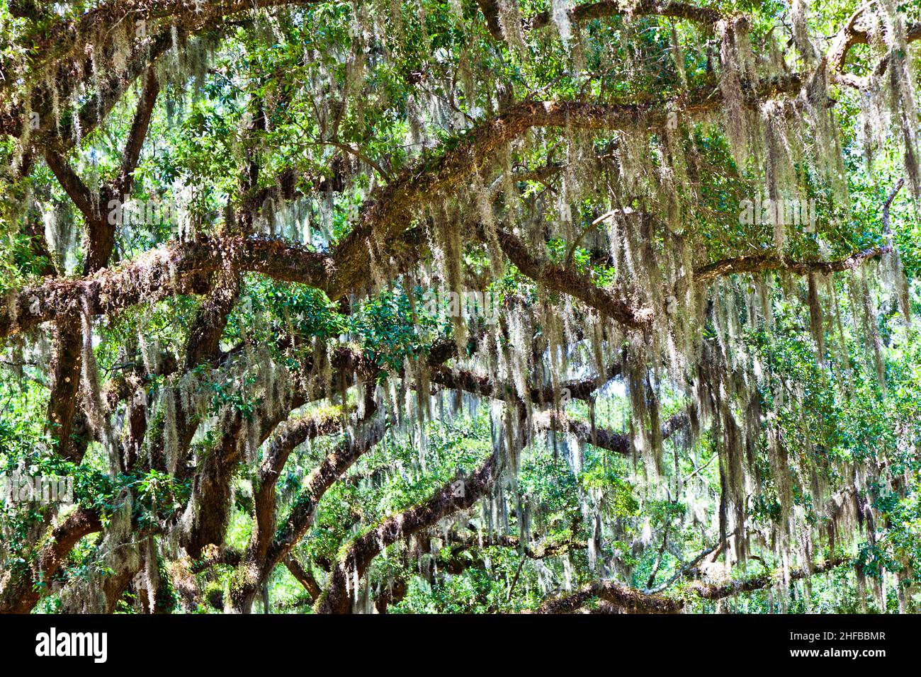 beautiful OAK alley in South Carolina Stock Photo Alamy
