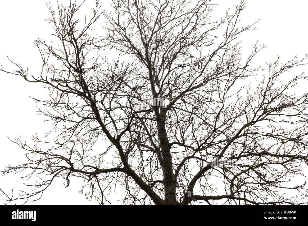 Sharp contrast photo of the crown of a leafless tree in winter. The Netherlands Stock Photo
