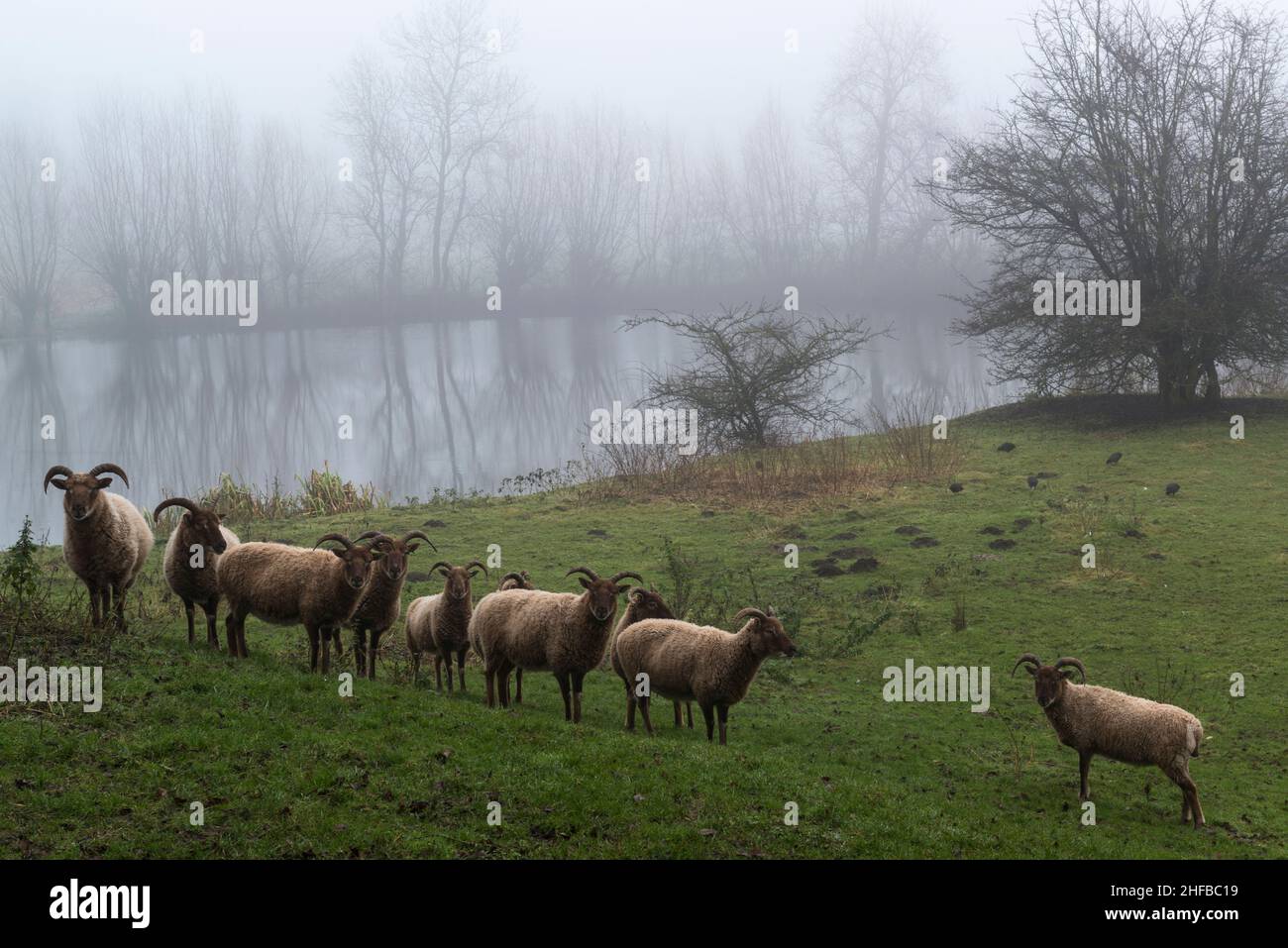 A flock of horned sheep in a meadow at a small lake in misty weather, Zeeland province, the Netherlands Stock Photo