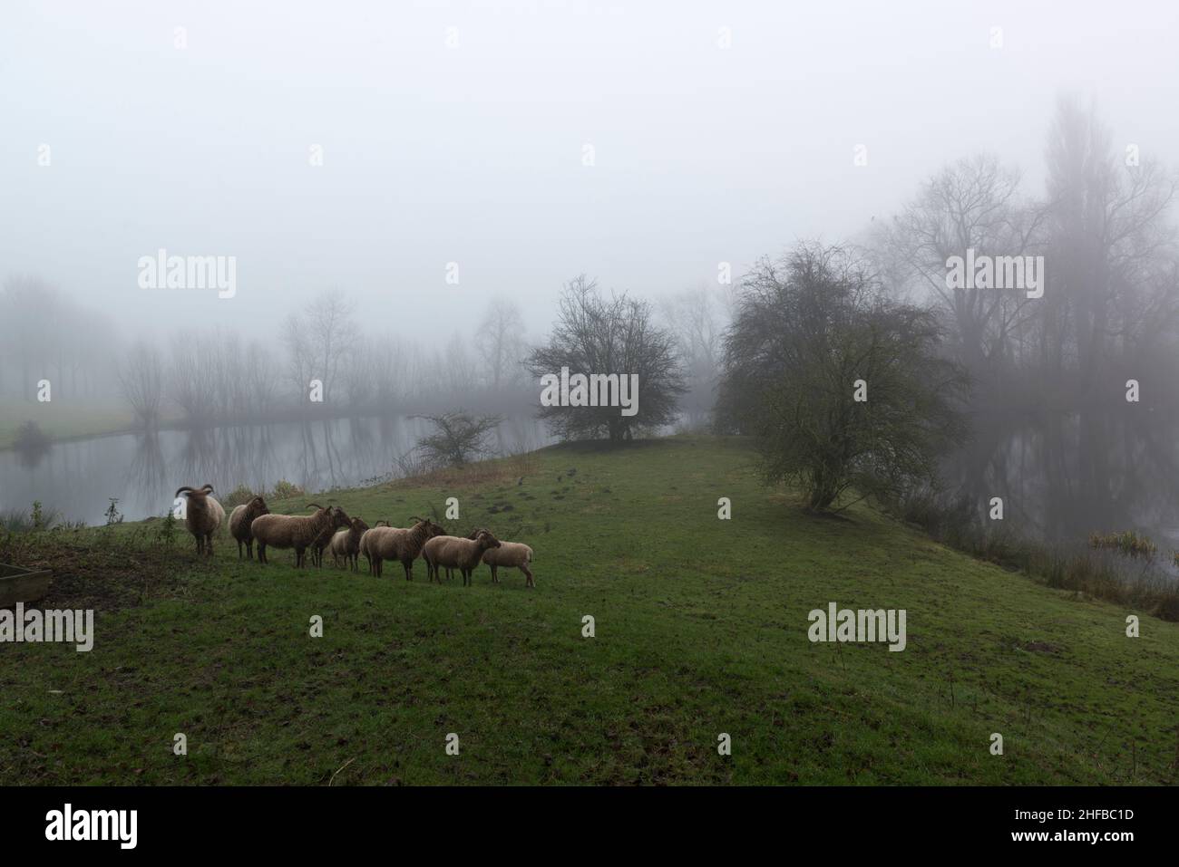 A flock of horned sheep in a meadow at a small lake in misty weather, Zeeland province, the Netherlands Stock Photo
