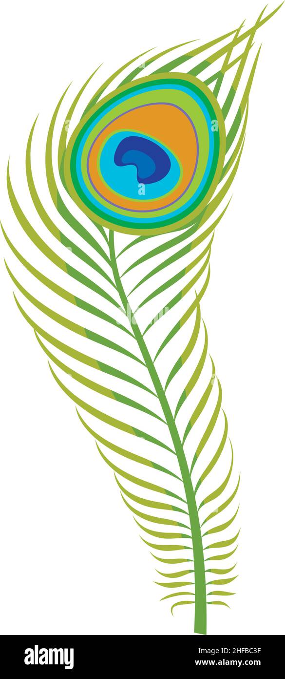 Peacock feather vector illustration Stock Vector