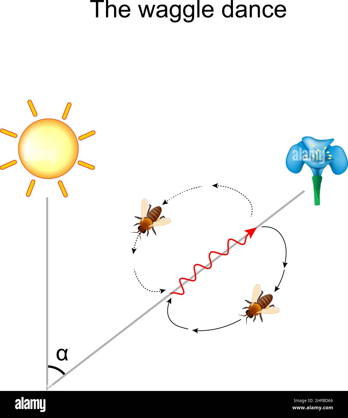 Waggle dance of the honeybee. Bee shares information about the direction and distance to flowers with nectar and pollen, to water sources, or to new n Stock Vector