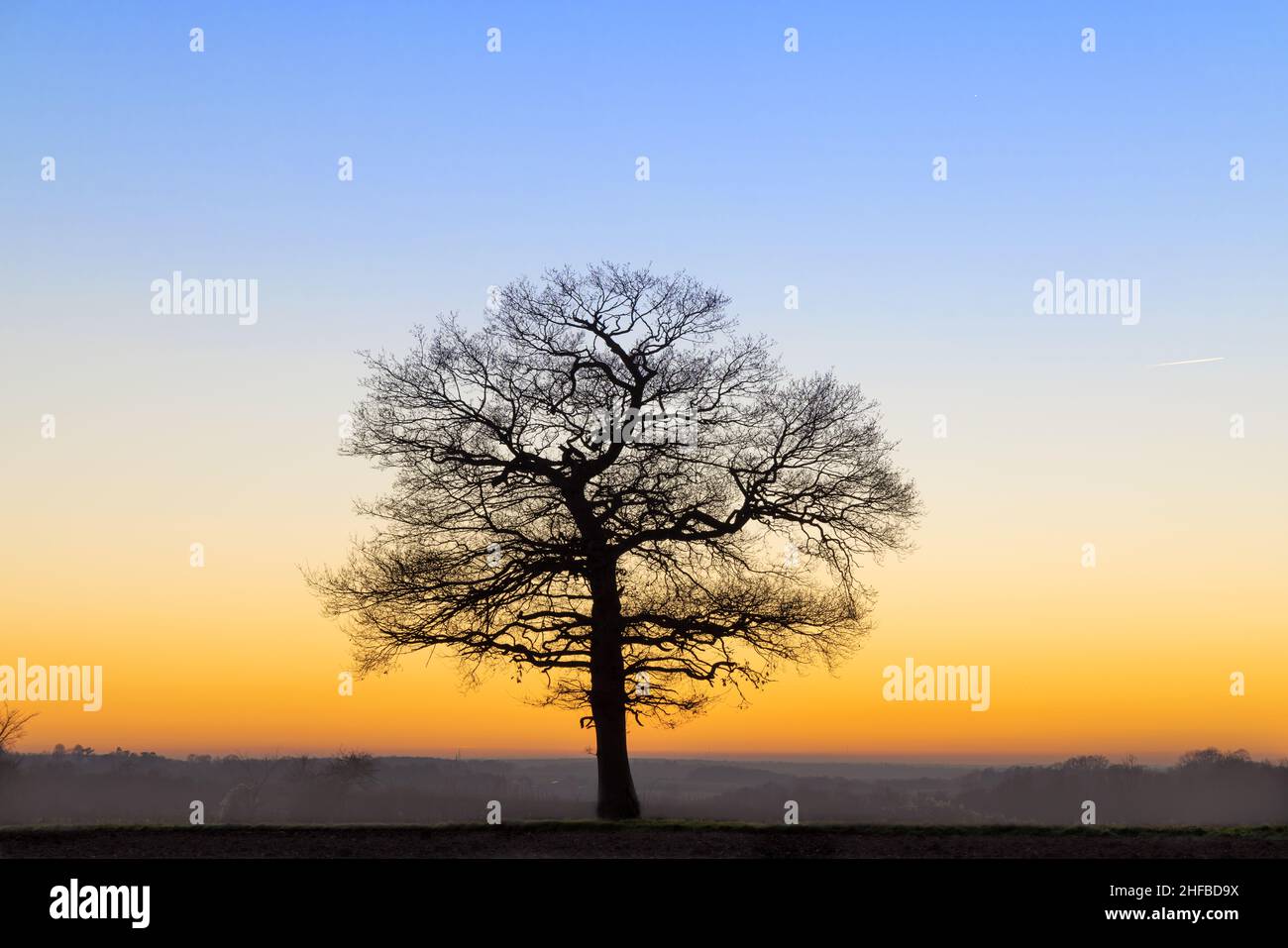 Golden oak tree hi-res stock photography and images - Alamy