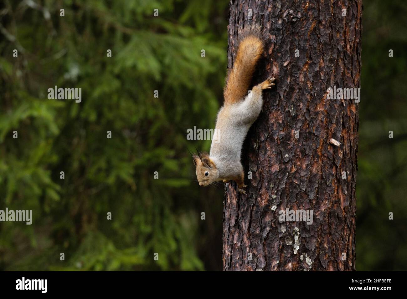 Eurasian red squirrel, Sciurus vulgaris holding on a Scots pine bark in