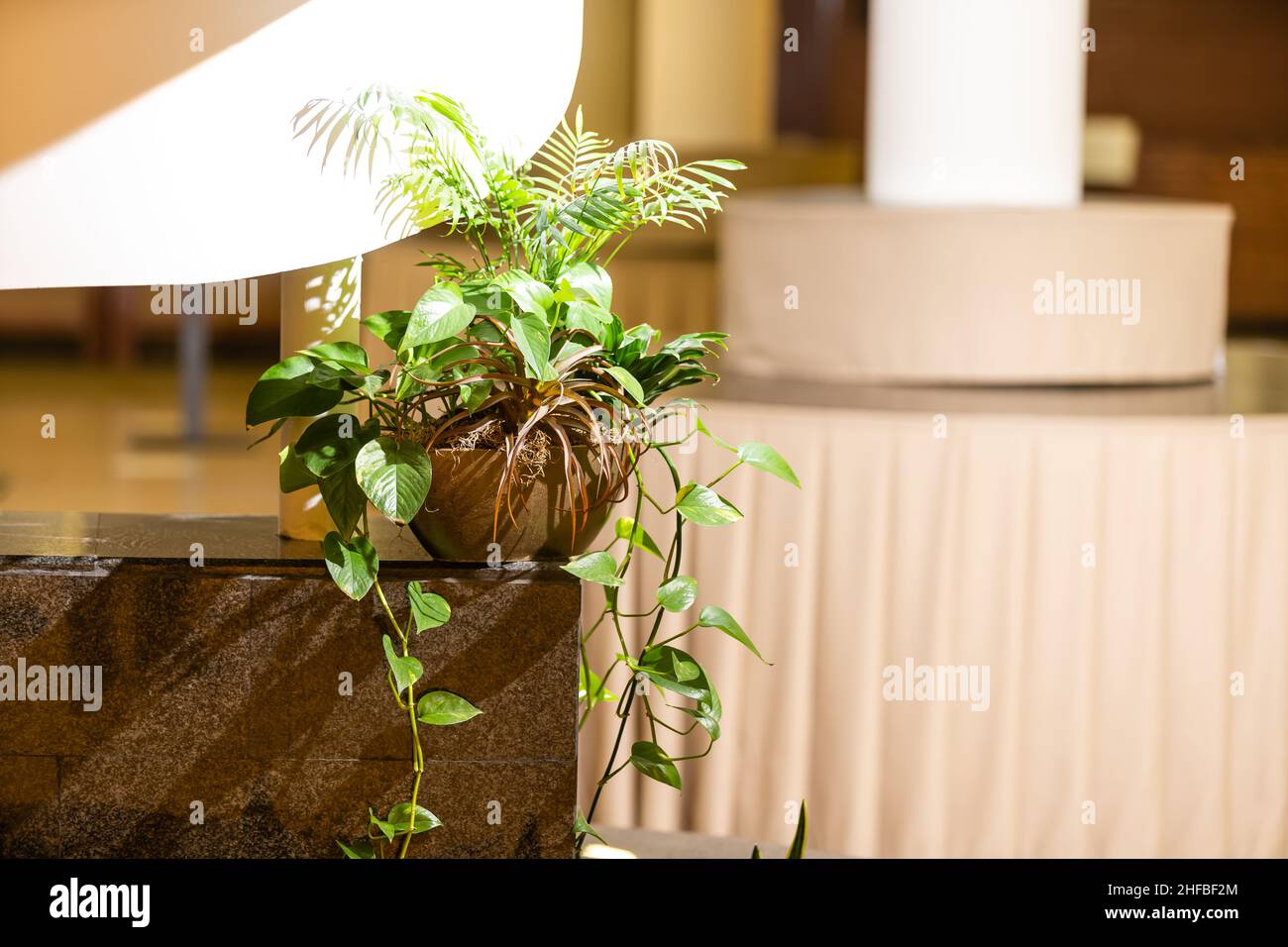 Tropical pothos houseplant with white variegation in flower pot on wooden table Stock Photo