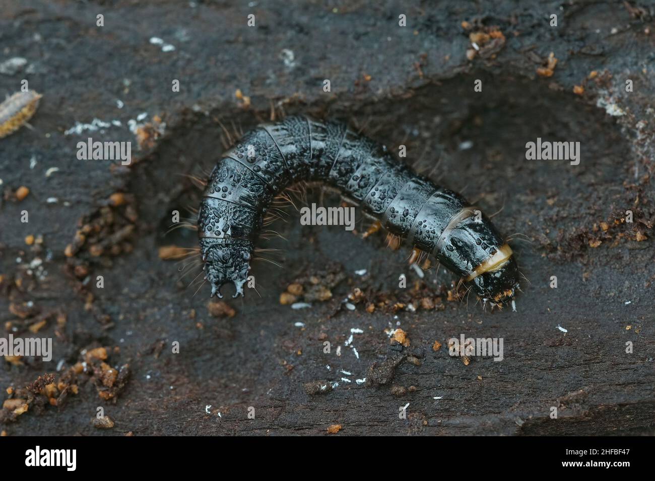 Closeup on the larvae of a clicking beetle Stenagostus rhombeus in the wood of a decaying beech tree in the forest Stock Photo