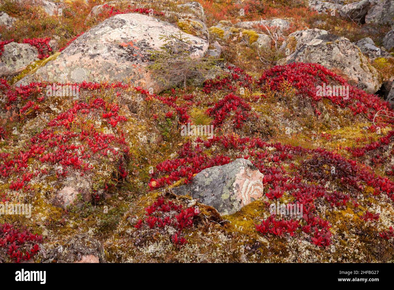 A carpet of vibrant red Alpine bearberry, Arctous alpina during autumn foliage in Finnish Lapland, Northern Europe. Stock Photo