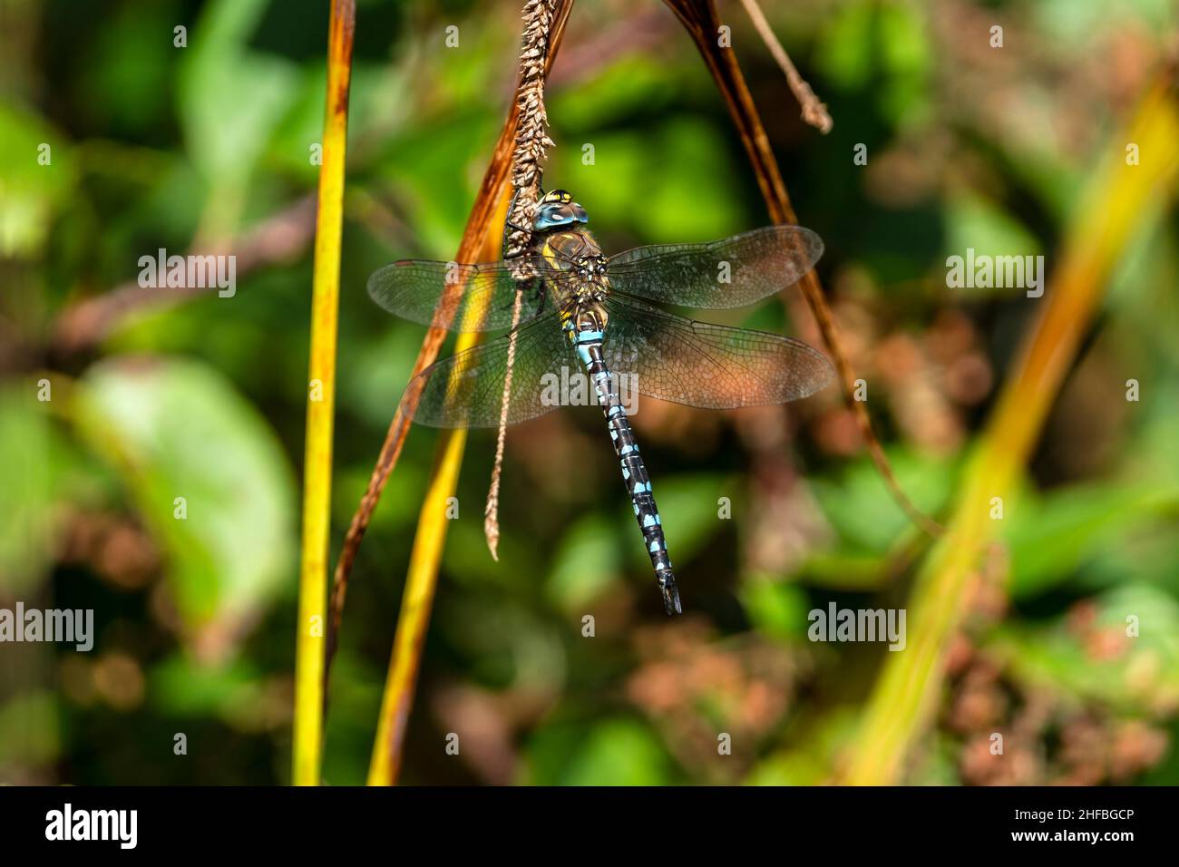 Migrant Hawker Dragonfly (Aeshna mixta) male which is a blue yellow  insect appearing in the autumn fall season, stock photo image Stock Photo