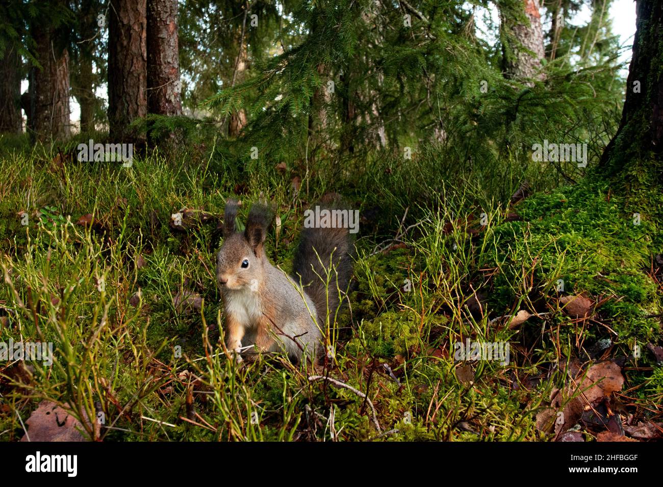 Wide-angle shot of Red squirrel searching for food on the forest floor in Estonian boreal forest. Stock Photo