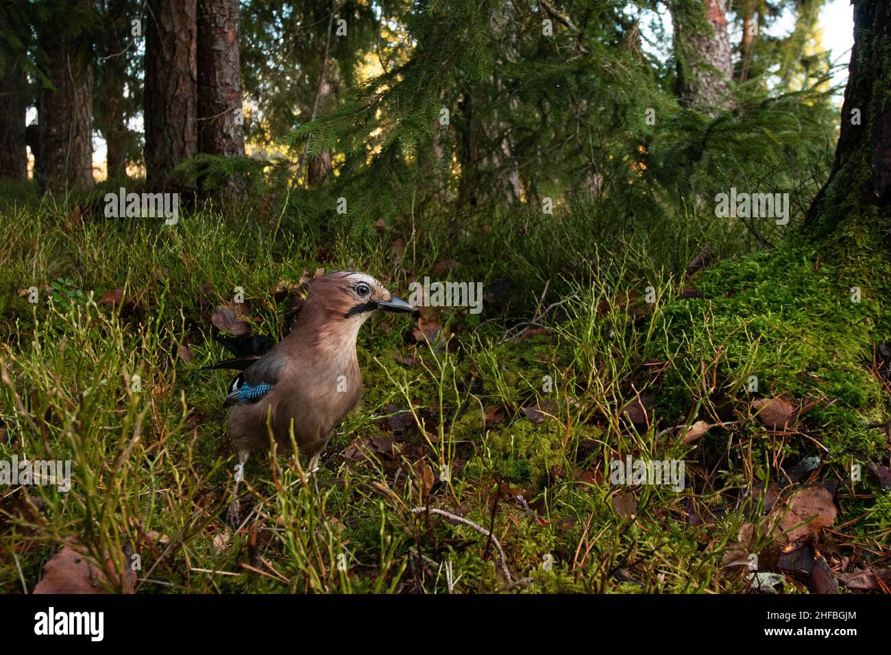 A wide-angle shot of Eurasian jay, Garrulus glandarius in the middle of forest shrubs during late autumn day in Estonia. Stock Photo