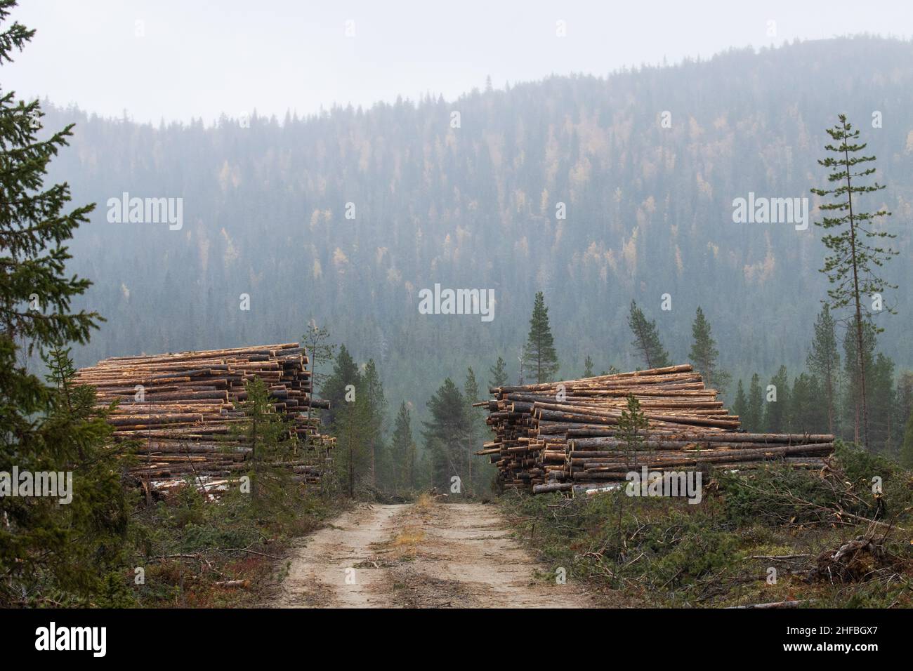 Freshly cut and piled lumber conifer trees as a raw material resource