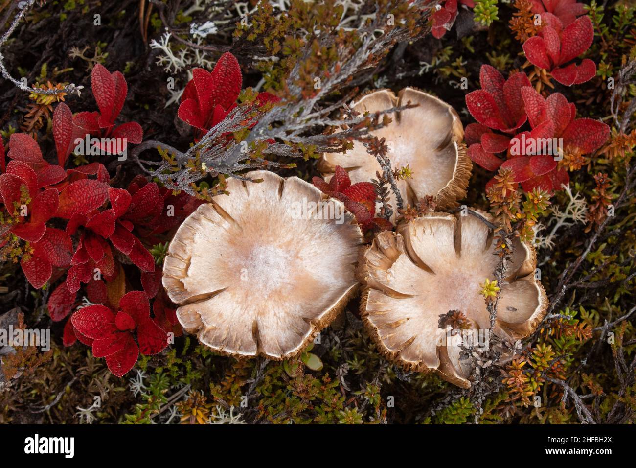 A light brown mushroom growing in the middle of Alpine bearberry in Finnish Lapland during autumn. Stock Photo