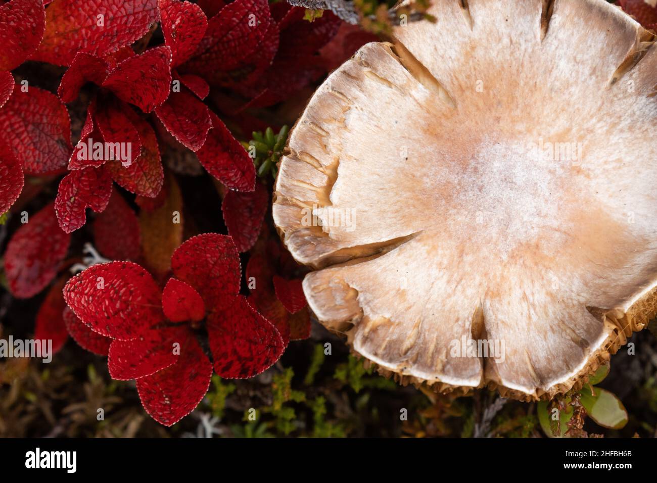 A light brown mushroom growing in the middle of Alpine bearberry in Finnish Lapland during autumn. Stock Photo
