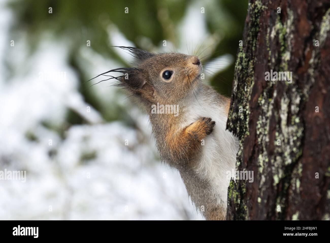 Closeup of a cute Red squirrel climbing on a tree in a snowy boreal