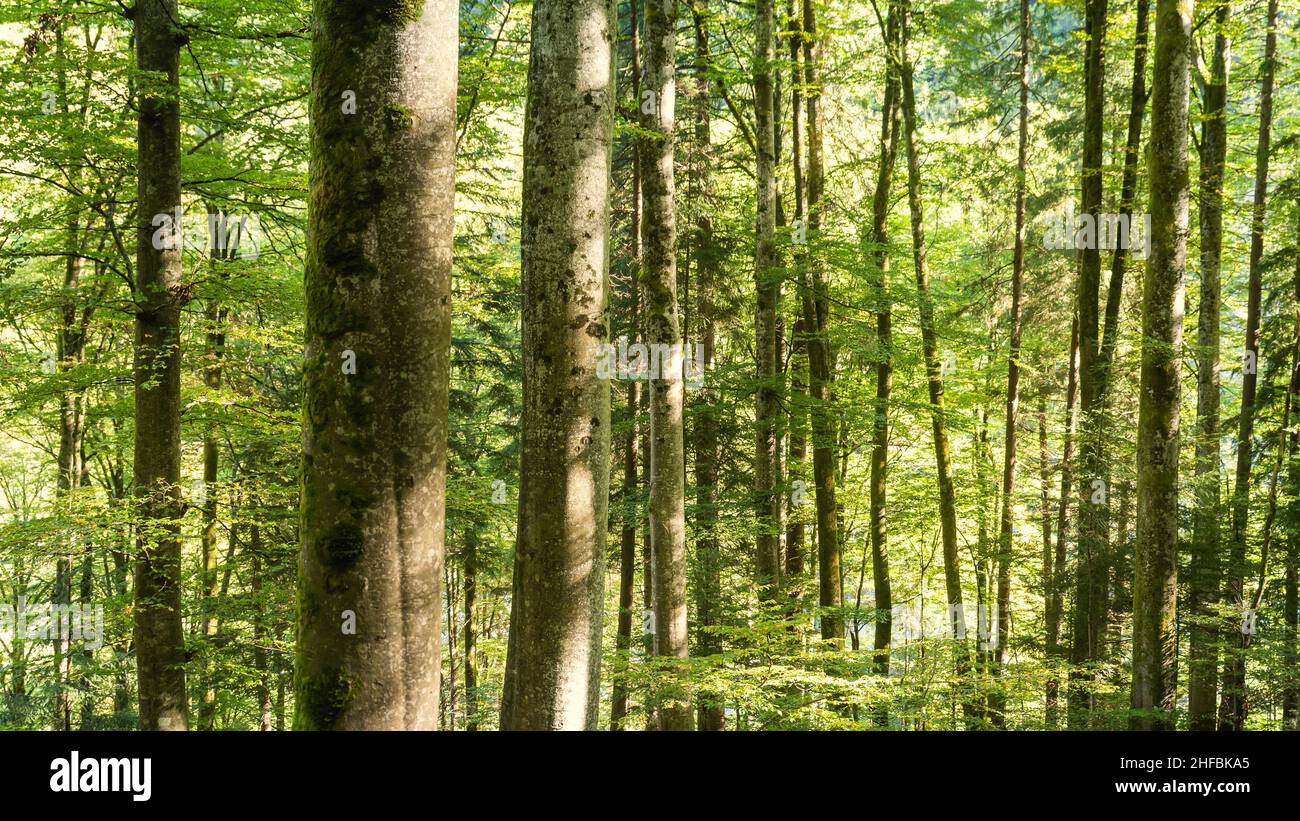 Tree trunks and green leaves in the forest Stock Photo - Alamy