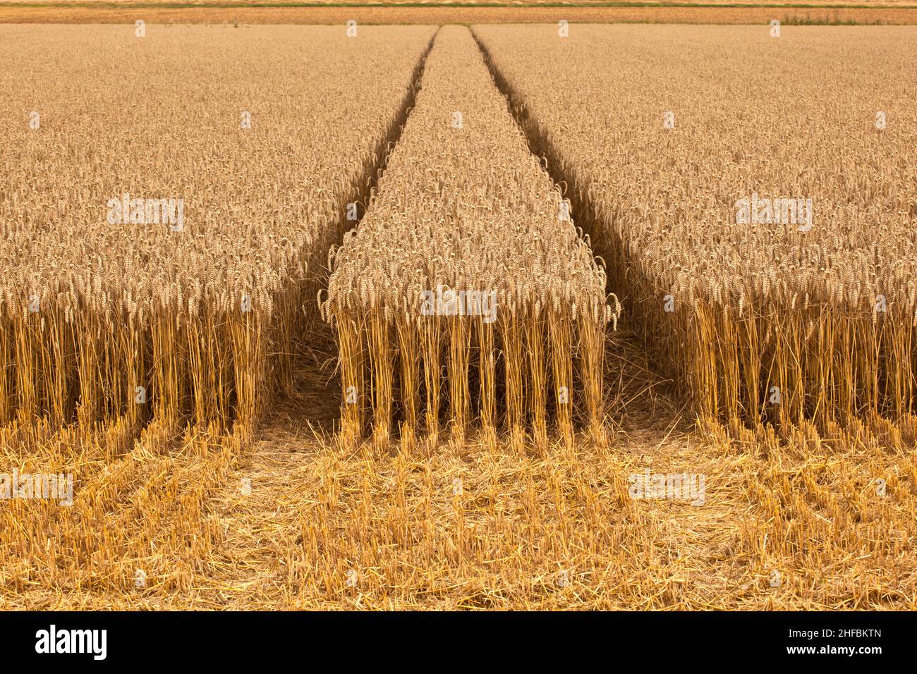 golden corn fields with corn ready for harvest Stock Photo - Alamy