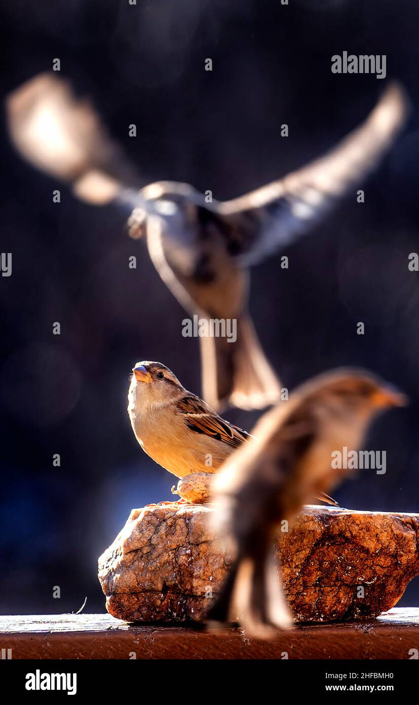 birds in flight around a perched Sparrow Stock Photo