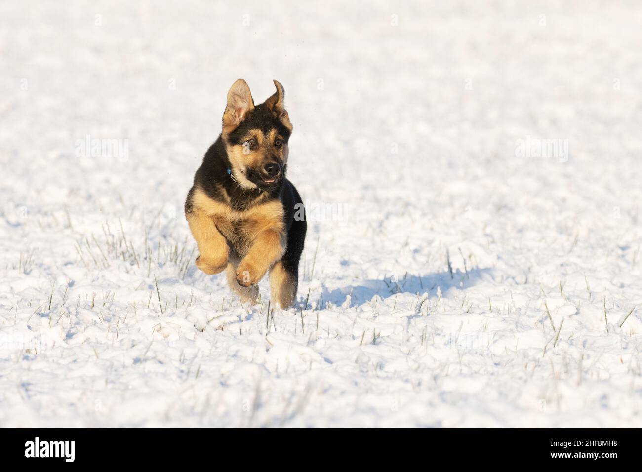 Joyful German shepard running on fresh snow during a beautiful winter day in Estonia. Stock Photo