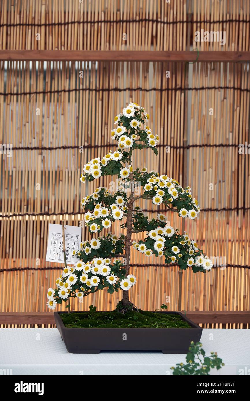 Tokyo, Japan - October 25, 2019: The view of bonsai made from chrysanthemum flower in flower exhibition at Yasukuni Shrine (Kikka-ten). Japan Stock Photo