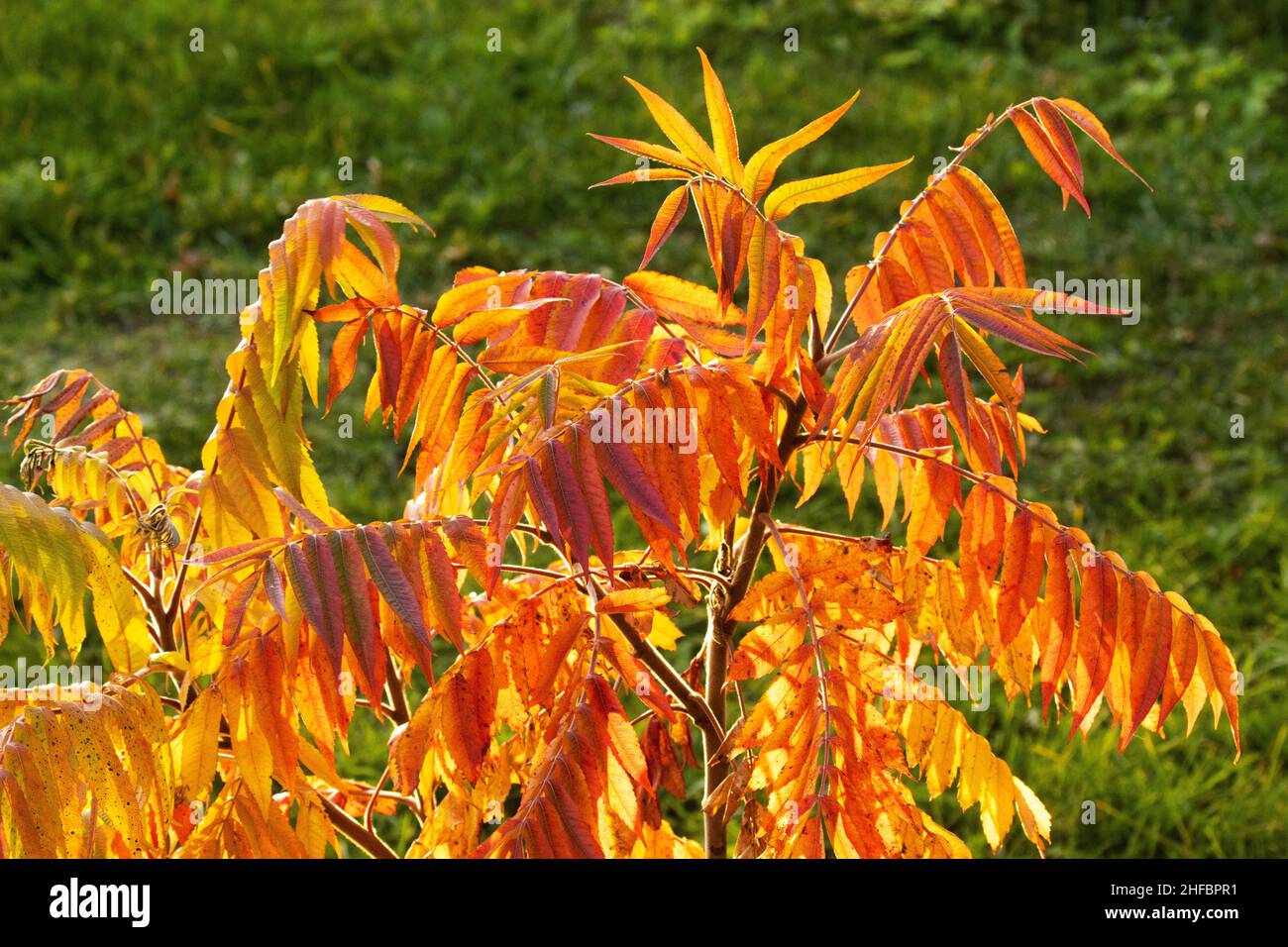 A young and colorful Staghorn sumac, Rhus typhina tree during autumn foliage in a garden Stock Photo