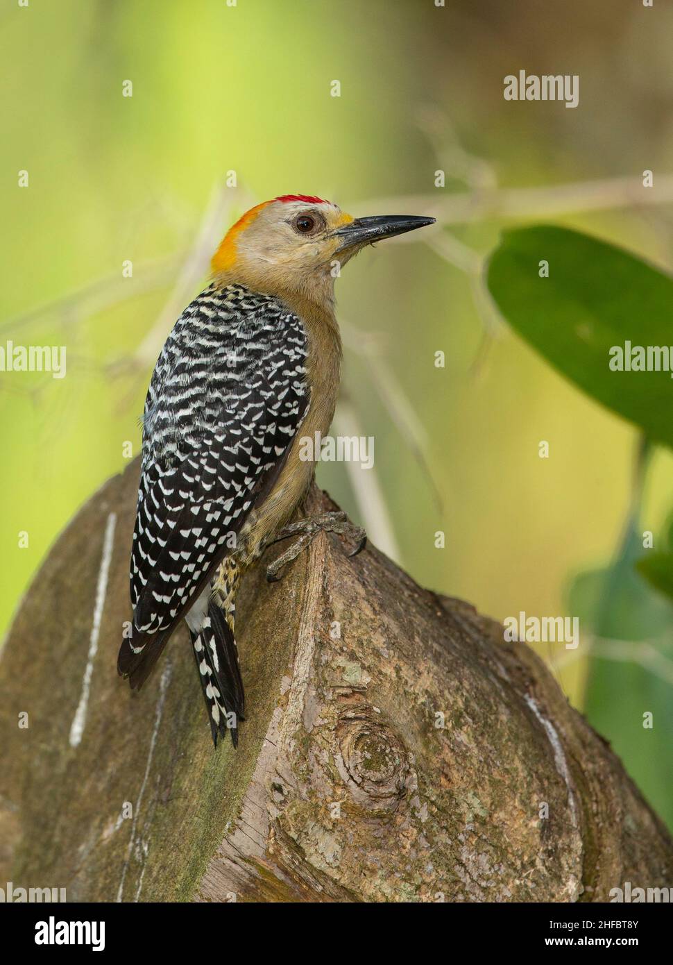 Hoffmann's Woodpecker (Melanerpes hoffmannii), male Stock Photo