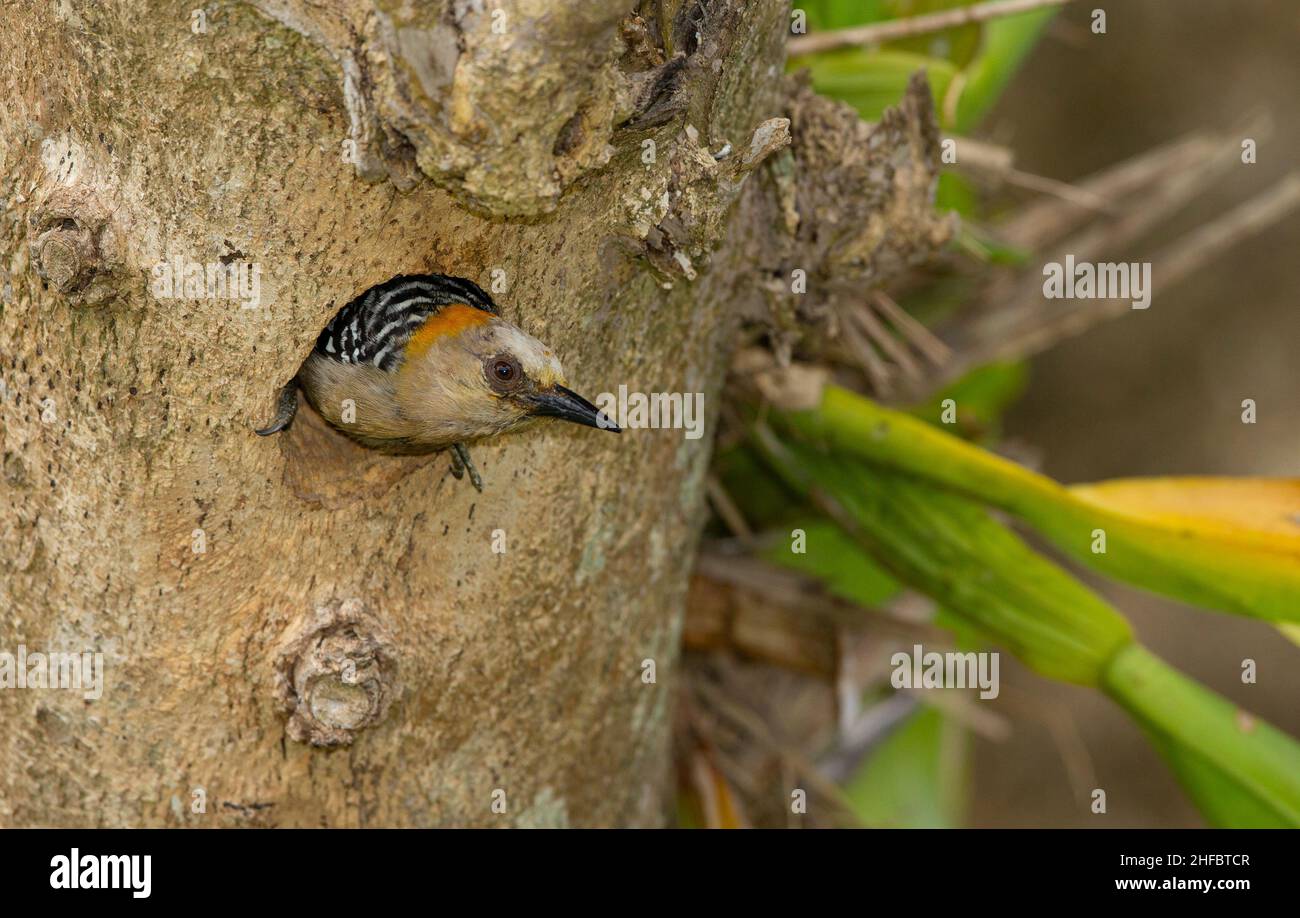 Hoffmann's Woodpecker (Melanerpes hoffmannii), female at nesting hole Stock Photo