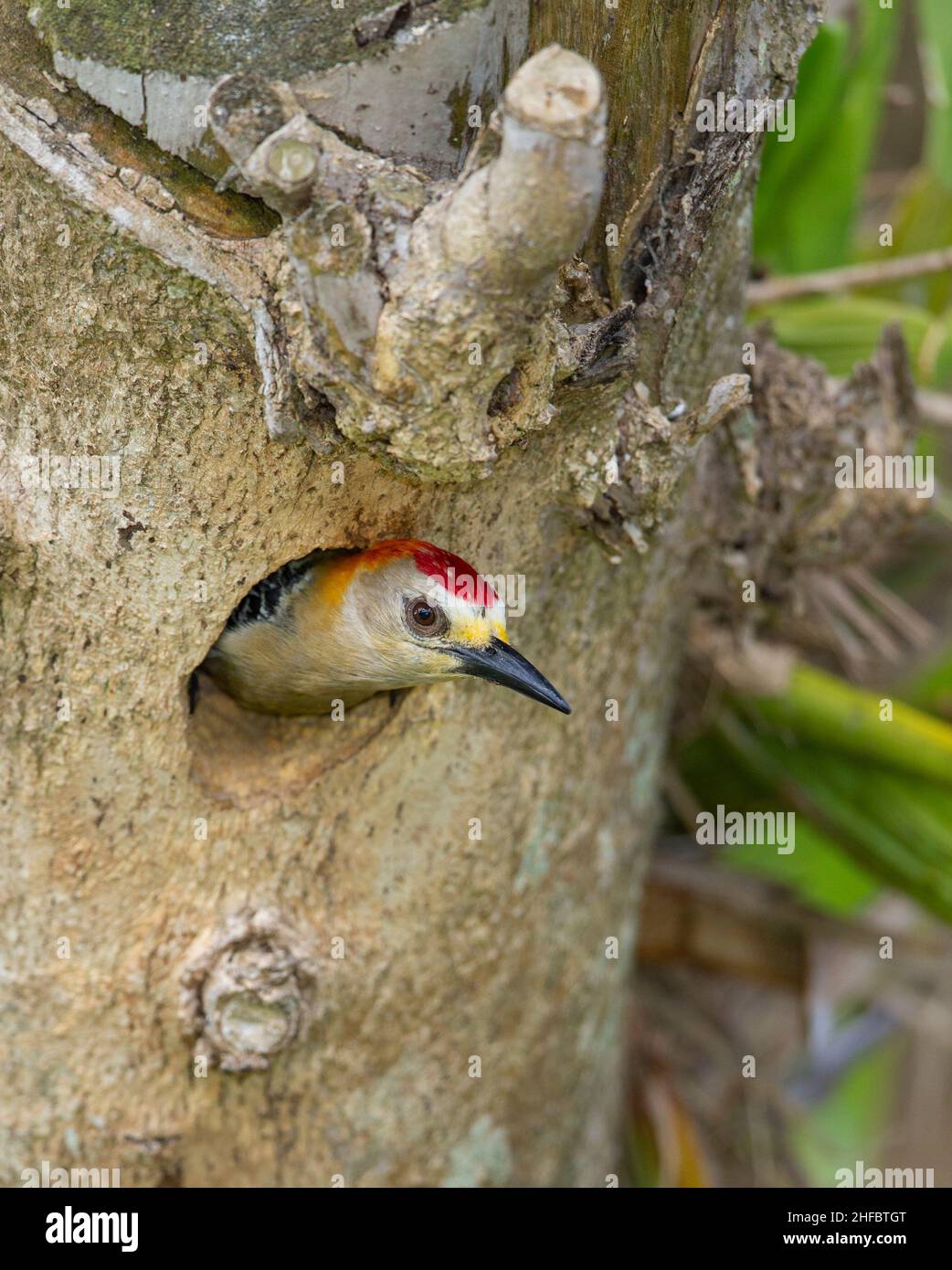 Hoffmann's Woodpecker (Melanerpes hoffmannii), male at nesting hole Stock Photo