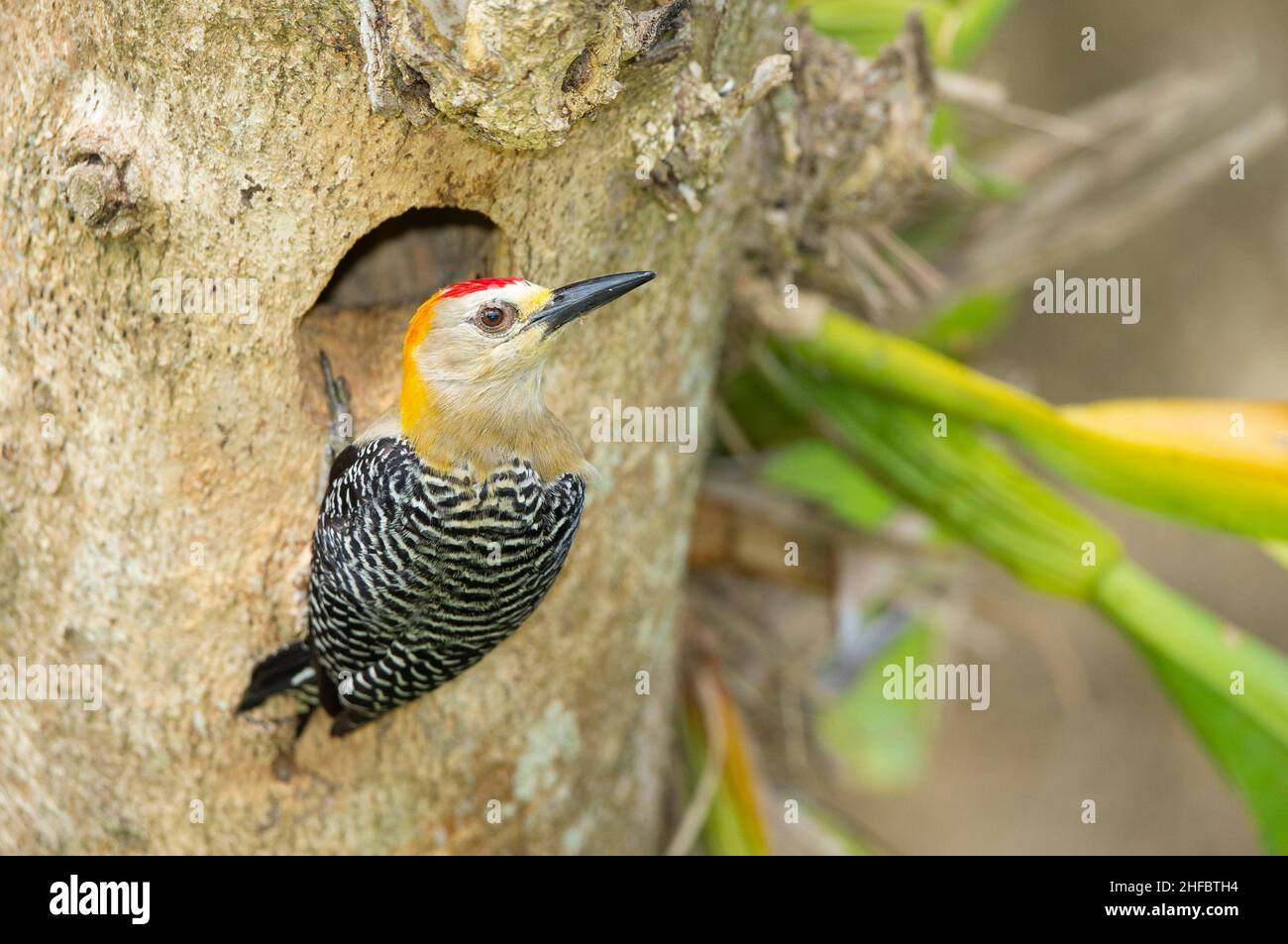 Hoffmann's Woodpecker (Melanerpes hoffmannii), male at nesting hole Stock Photo