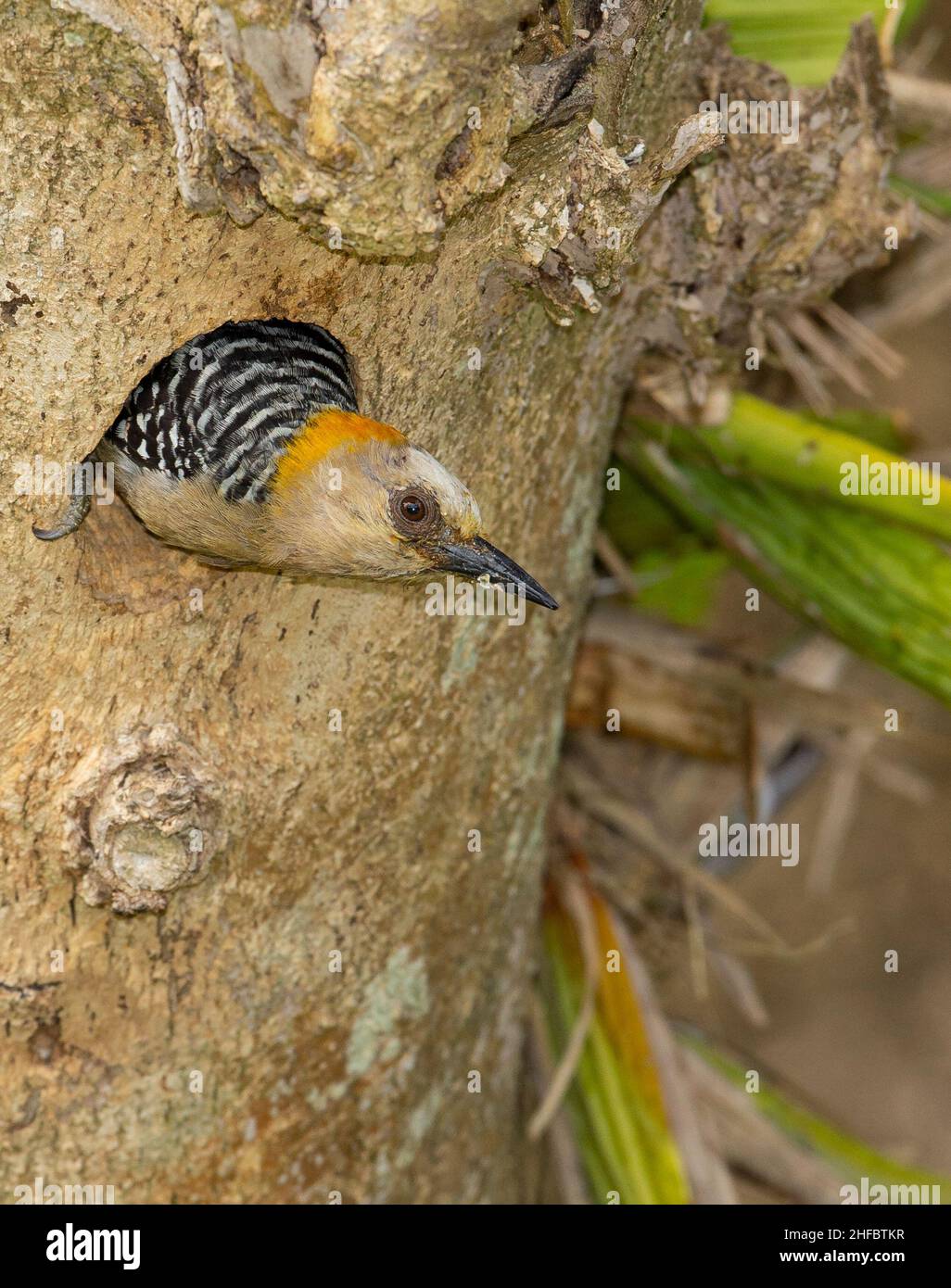 Hoffmann's Woodpecker (Melanerpes hoffmannii), female at nesting hole Stock Photo
