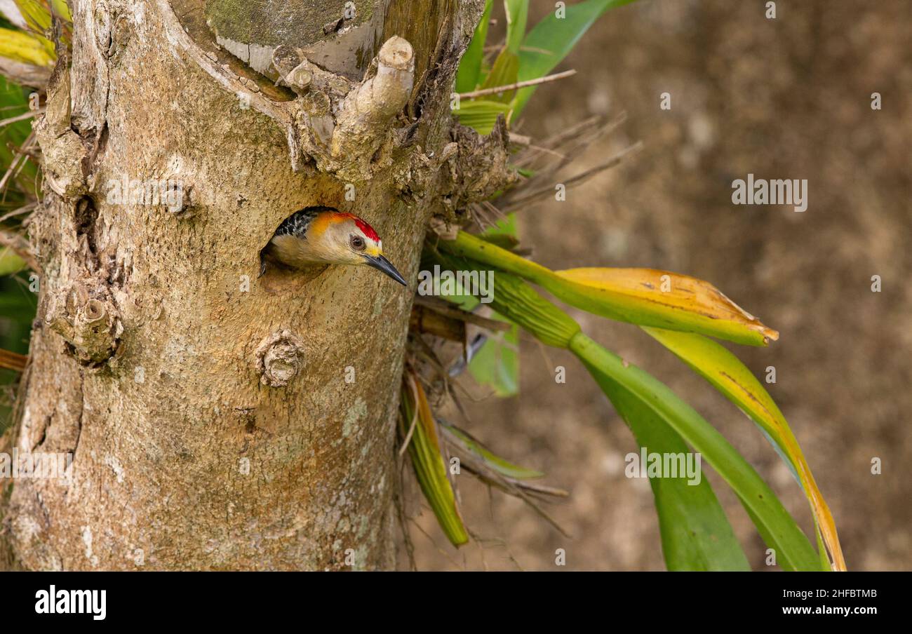 Hoffmann's Woodpecker (Melanerpes hoffmannii) male at nesting hole Stock Photo