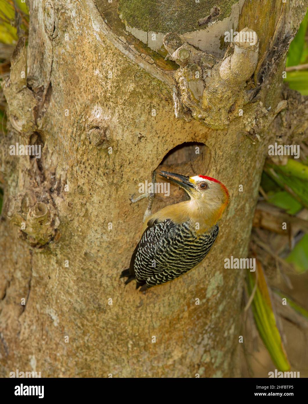 Hoffmann's Woodpecker (Melanerpes hoffmannii) male at nesting hole Stock Photo