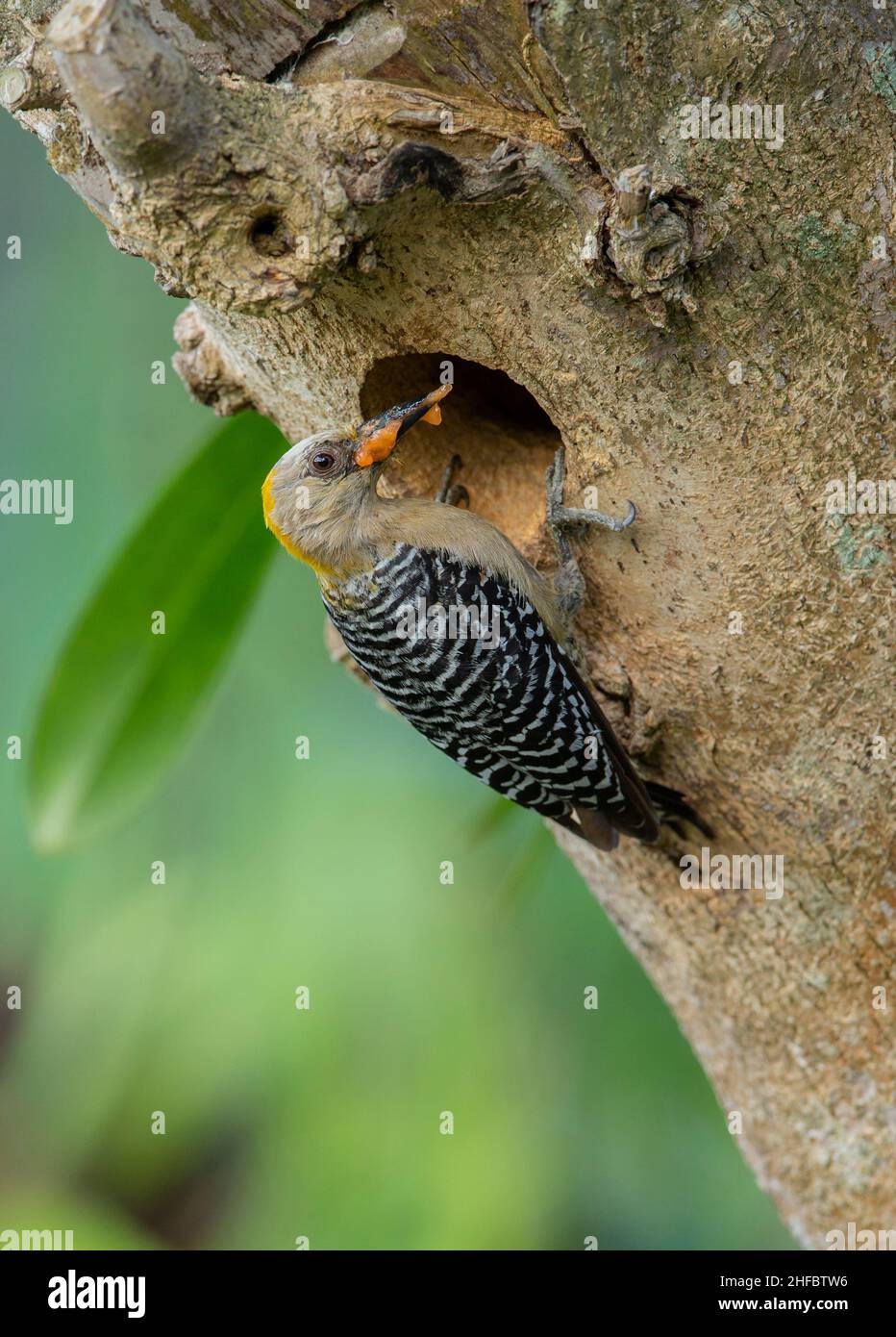 Hoffmann's Woodpecker (Melanerpes hoffmannii) , female at nesting hole Stock Photo