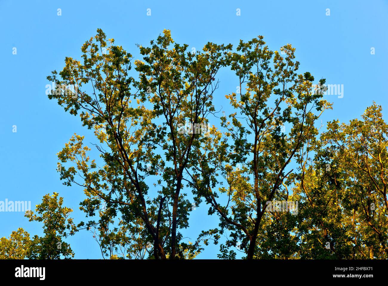 crown of trees with colorful leaves and blue sky Stock Photo - Alamy