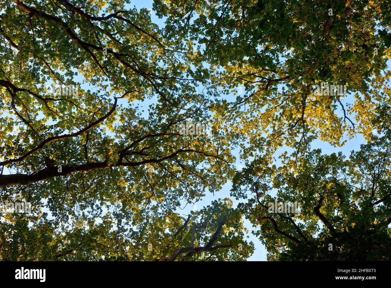 crown of trees with colorful leaves and blue sky Stock Photo - Alamy
