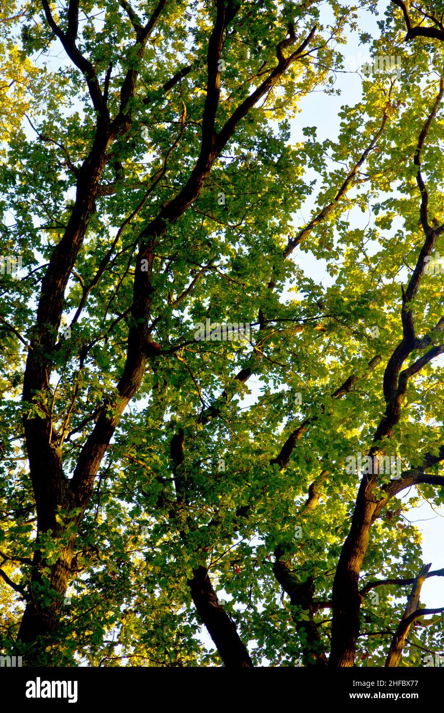 crown of trees with colorful leaves and blue sky Stock Photo - Alamy