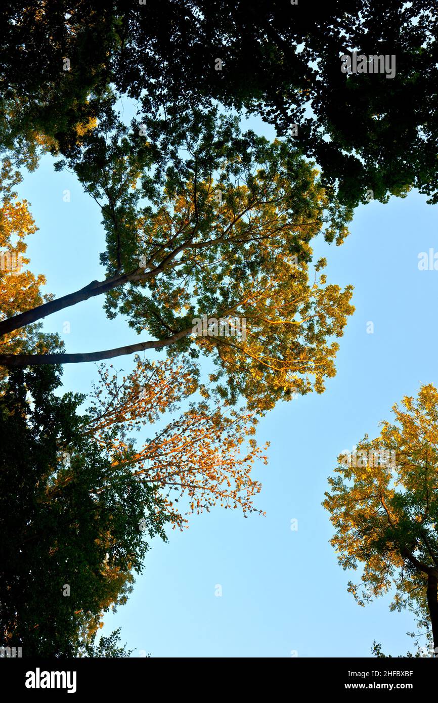 crown of trees with colorful leaves and blue sky Stock Photo - Alamy