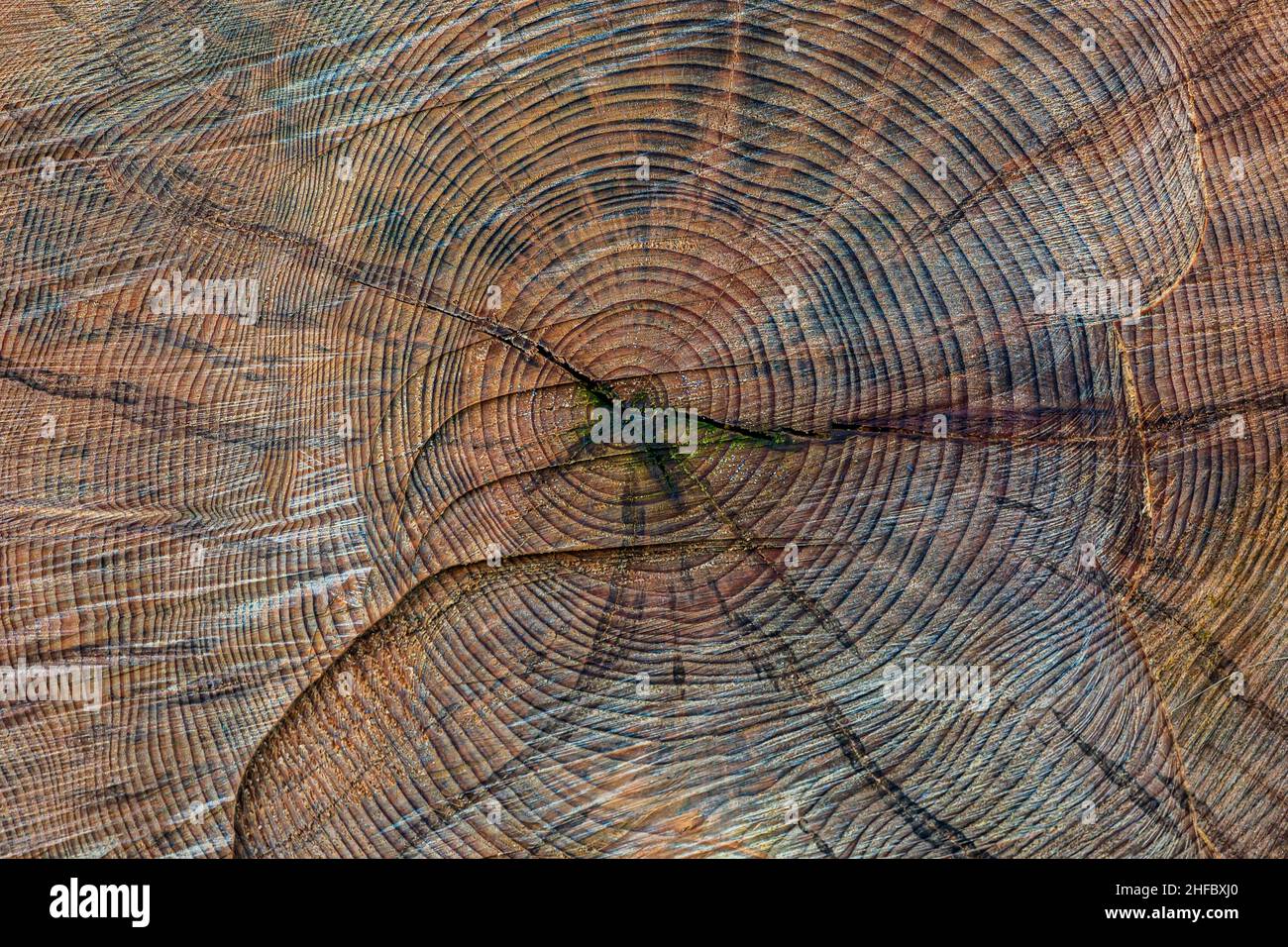 Tree rings on an old tree trunk Stock Photo - Alamy