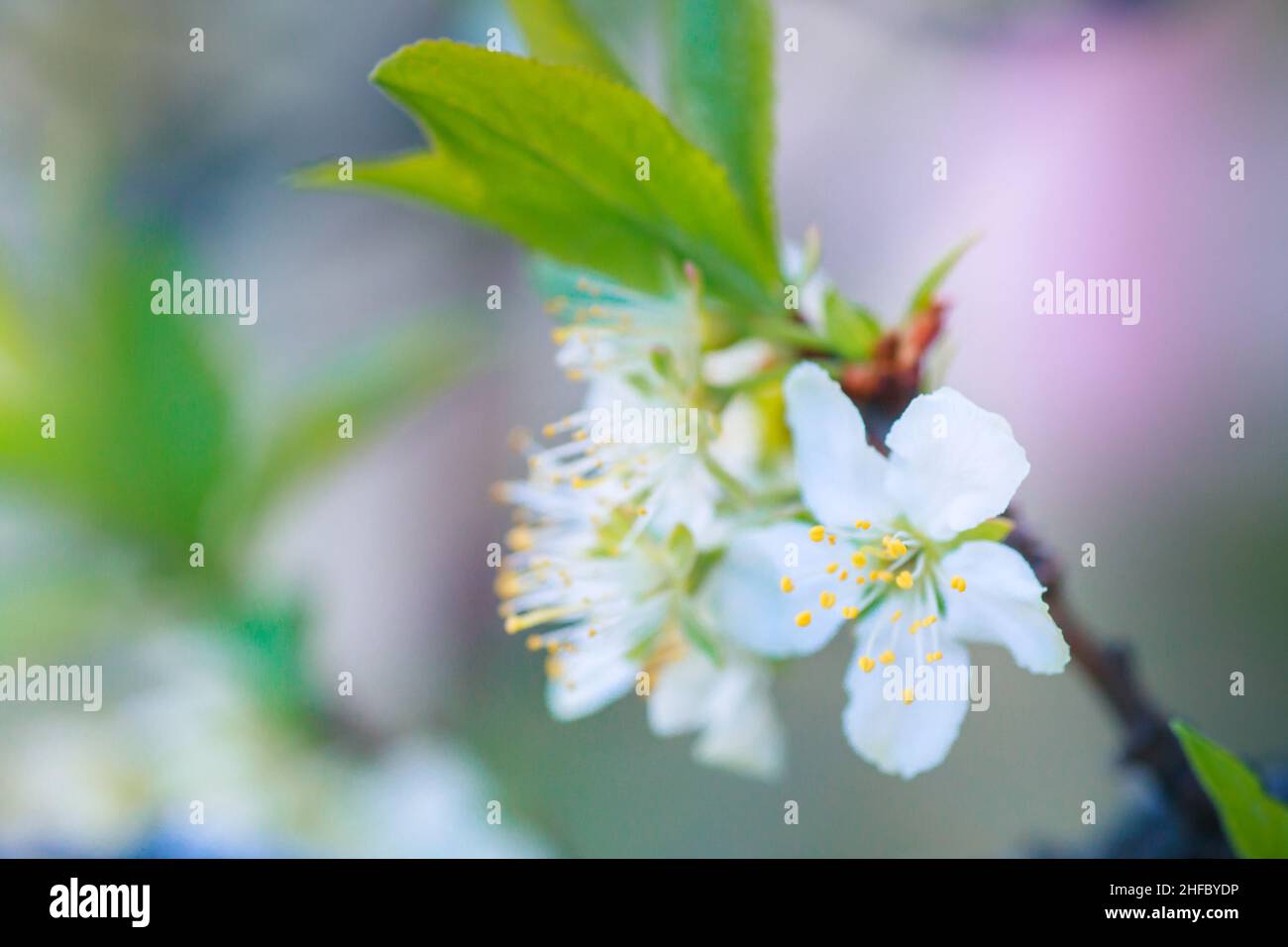 Flowers of Cherry plum or Myrobalan Prunus cerasifera blooming in the spring on branches. Stock Photo