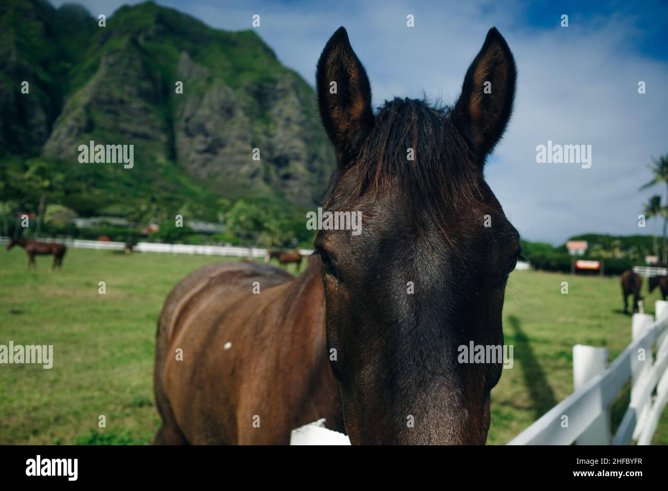 Horse ranch Kualoa Ranch Oahu Hawaii Stock Photo Alamy