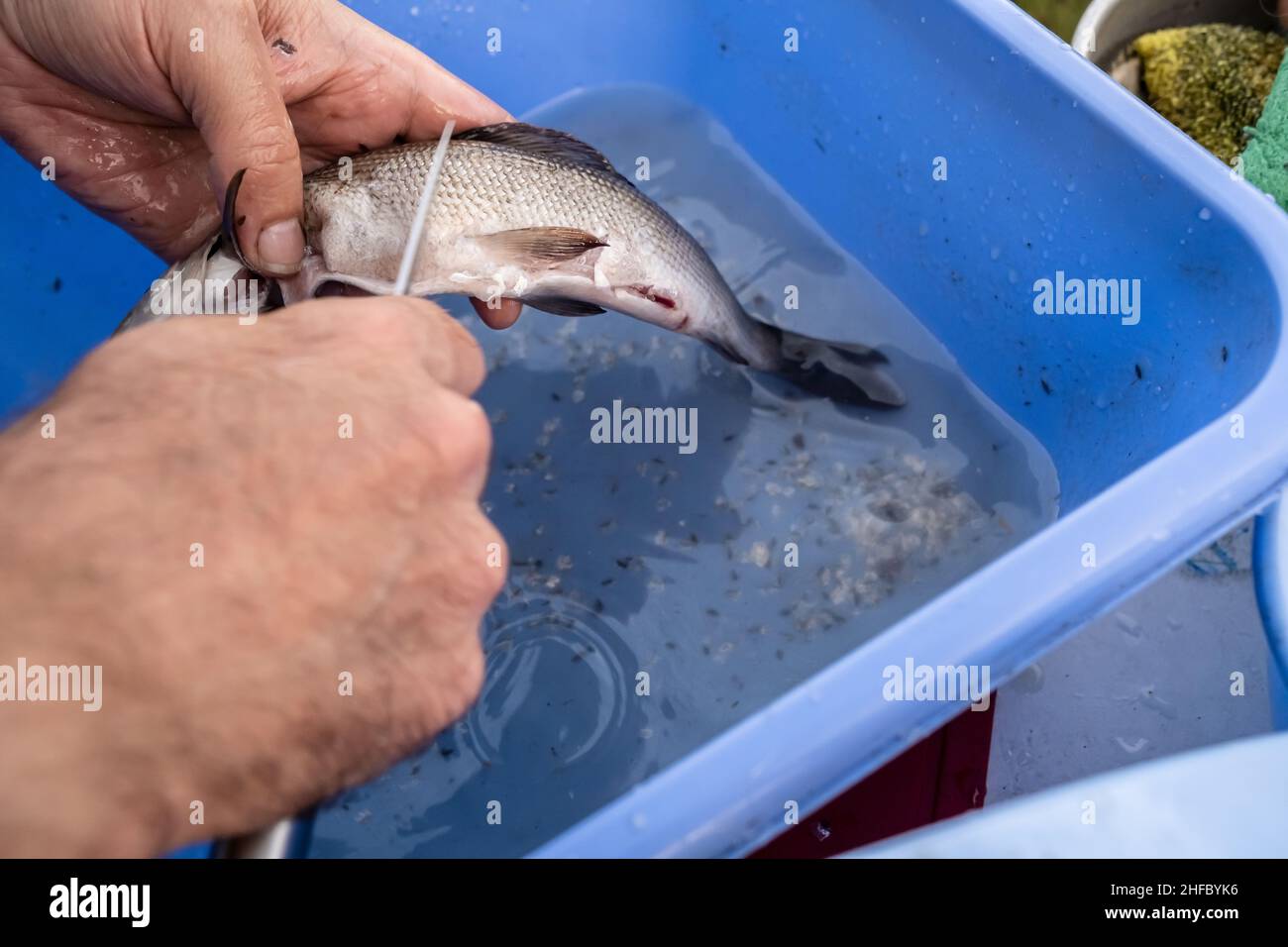 Male hands clean freshly caught fish with a knife, over a basin of water. Cooking process.  Stock Photo