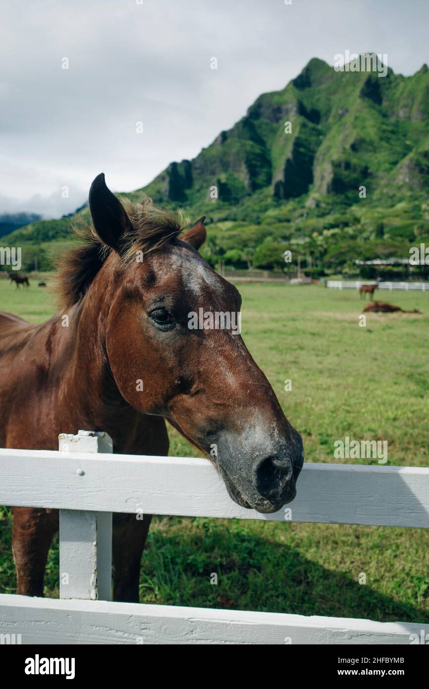 Horse ranch Kualoa Ranch Oahu Hawaii Stock Photo Alamy