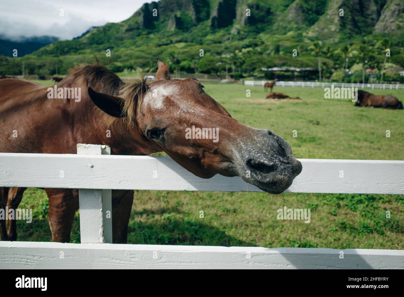 Horse ranch Kualoa Ranch Oahu Hawaii Stock Photo Alamy