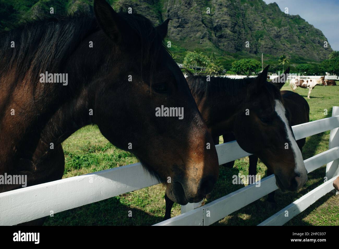 Horse ranch Kualoa Ranch Oahu Hawaii Stock Photo Alamy