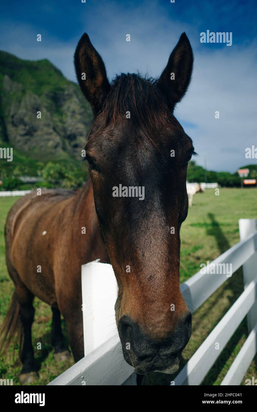 Horse ranch Kualoa Ranch Oahu Hawaii Stock Photo Alamy