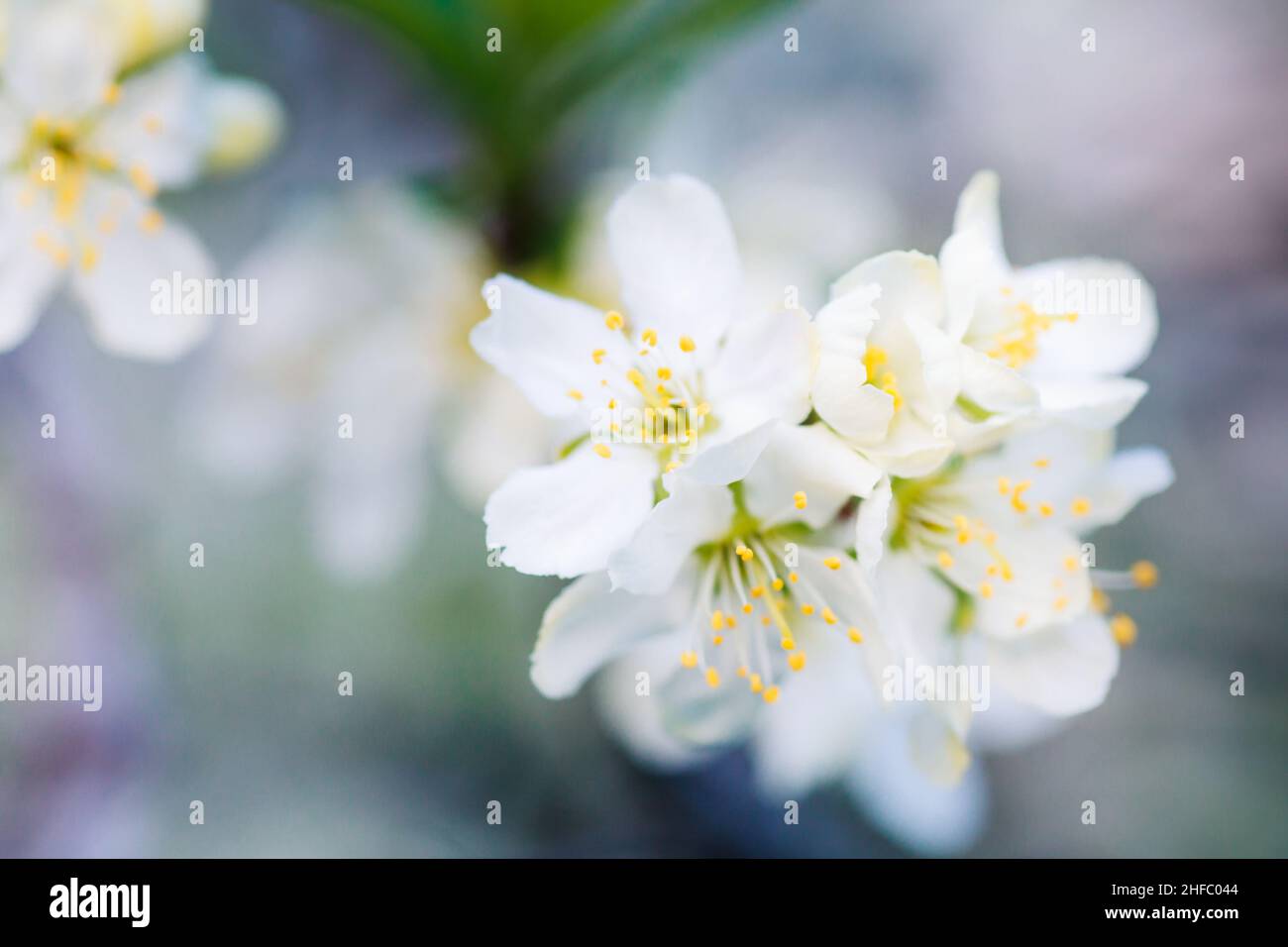 Flowers of Cherry plum or Myrobalan Prunus cerasifera blooming in the spring on branches. Stock Photo