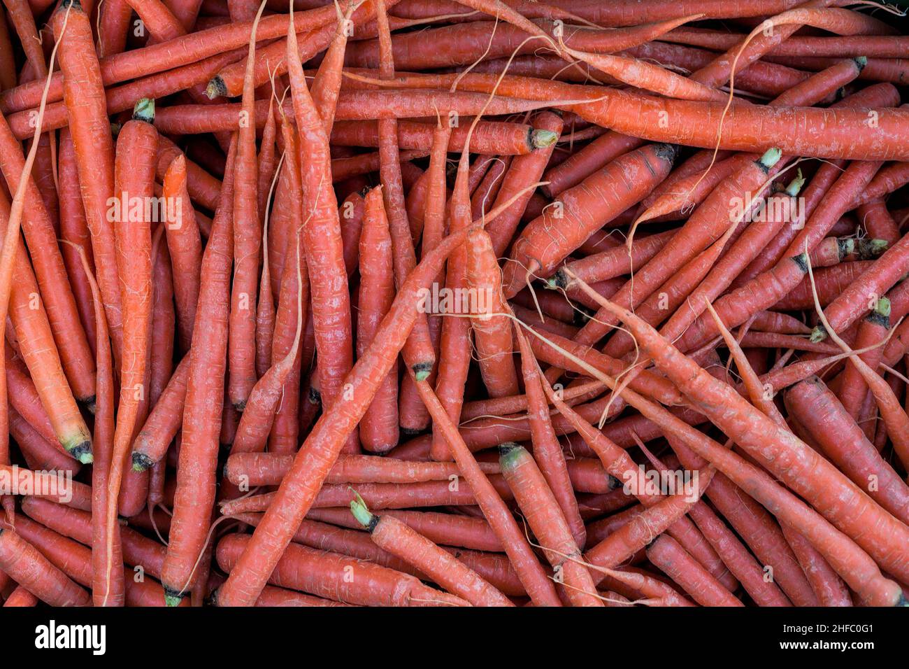 Lots of Carrots. Stock Photo