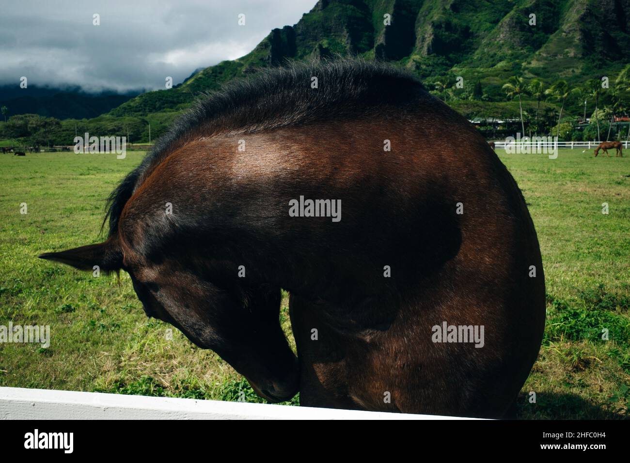 Horse ranch Kualoa Ranch Oahu Hawaii Stock Photo Alamy
