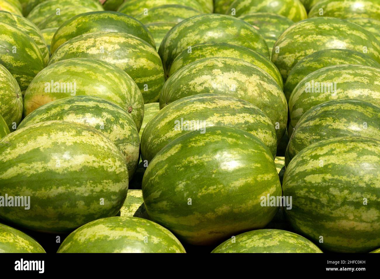 Fresh Watermelons. Stock Photo